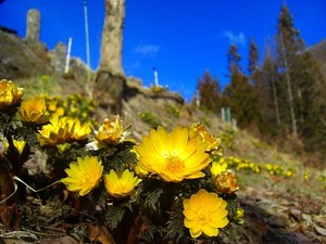 Scimg3739
